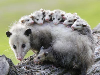 opossum