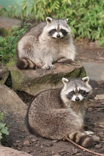 Raccoons