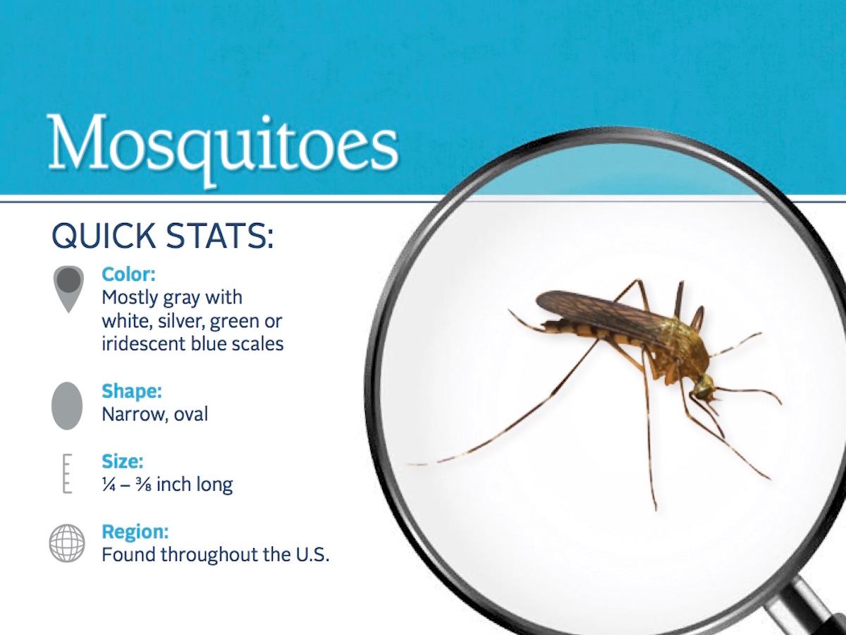 mosquito-pest-id-card_front