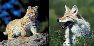 Bobcat and Coyote