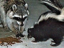 Urban_raccoon_and_skunk