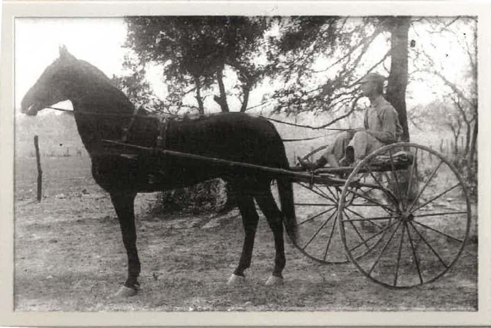 CC Gregorys Trotter Horse