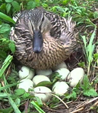 Duck with egg nest